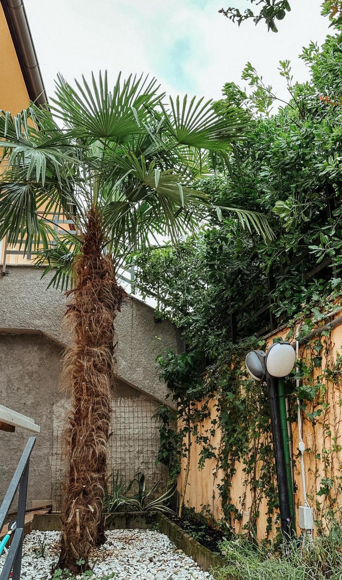 Apartmani Jelena オパティヤ エクステリア 写真